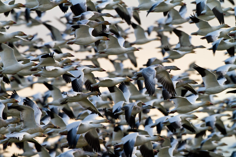 Snow Geese In Flight